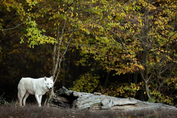 Loup Blanc Dans Forêt — Photo