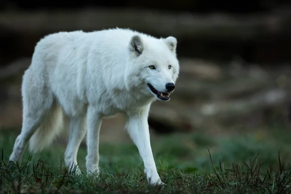 Loup Blanc Dans Forêt — Photo