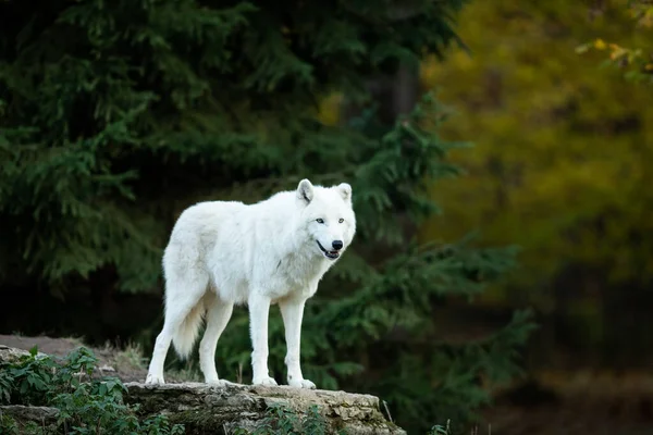 岩石上的白狼 — 图库照片