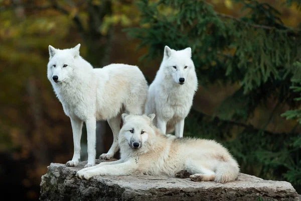 Three White Wolf Rock — Stock Photo, Image