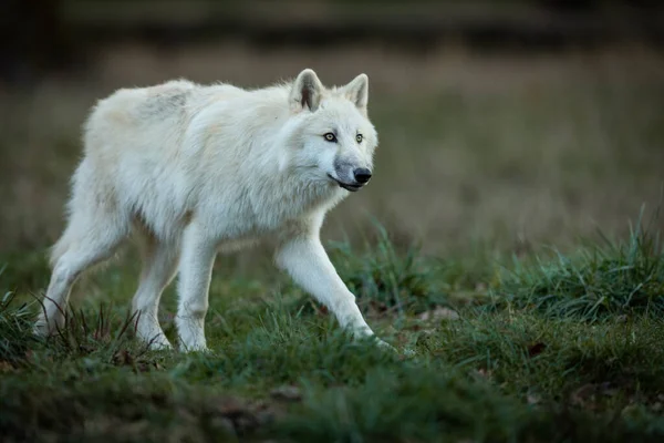 Biały Wilk Lesie — Zdjęcie stockowe