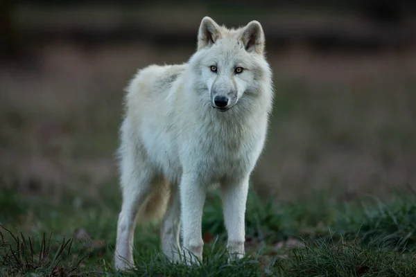 Portrait Loup Blanc Dans Forêt — Photo