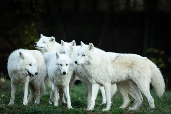 Famille Loup Blanc Dans Forêt — Photo