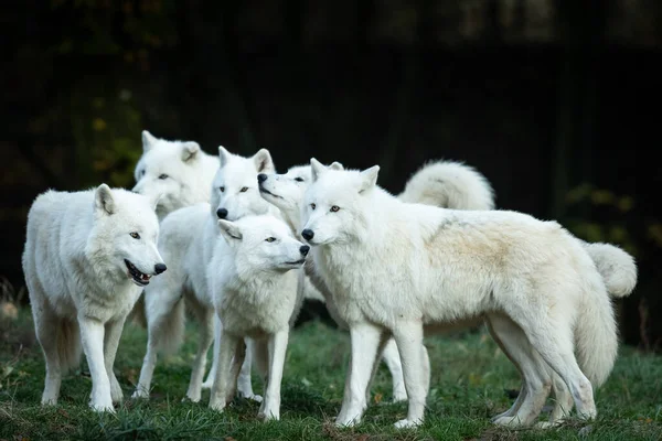 Οικογένεια Λευκών Λύκων Στο Δάσος — Φωτογραφία Αρχείου