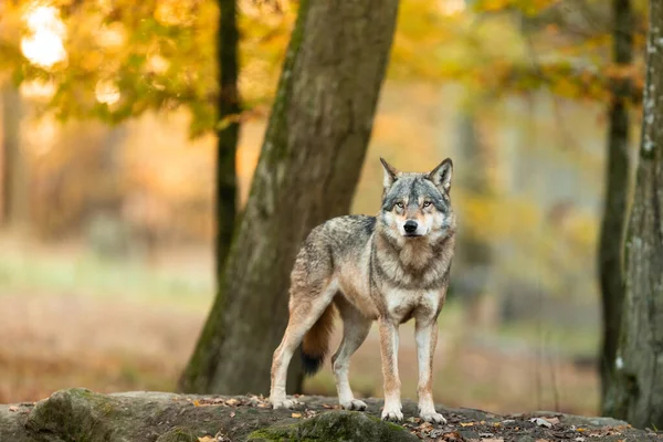 Grijze Wolf Het Bos — Stockfoto