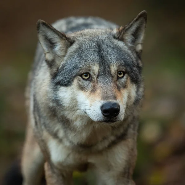 Portraif Grey Wolf Forest — Stock Photo, Image
