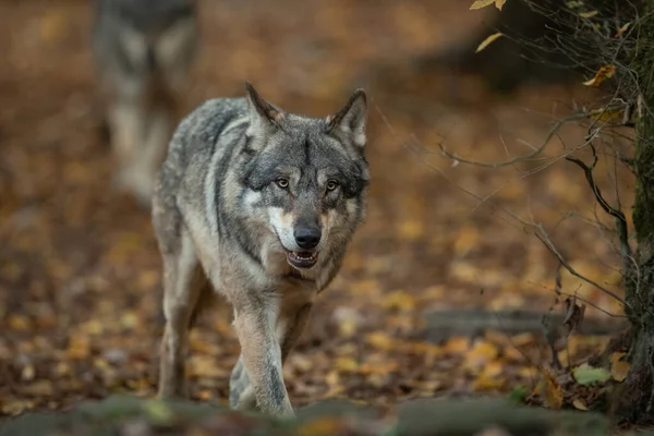 森林里灰狼的肖像 — 图库照片
