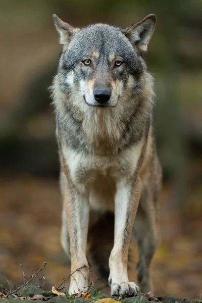 Портрет Серого Волка Лесу — стоковое фото