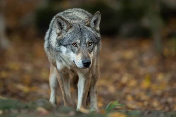 Retrato Lobo Gris Bosque — Foto de Stock