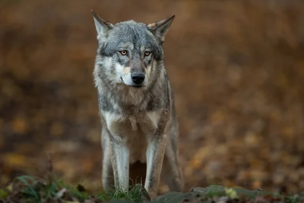 Retrato Lobo Gris Bosque —  Fotos de Stock