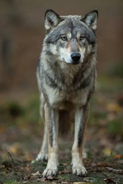 Portret Van Een Grijze Wolf Het Bos — Stockfoto