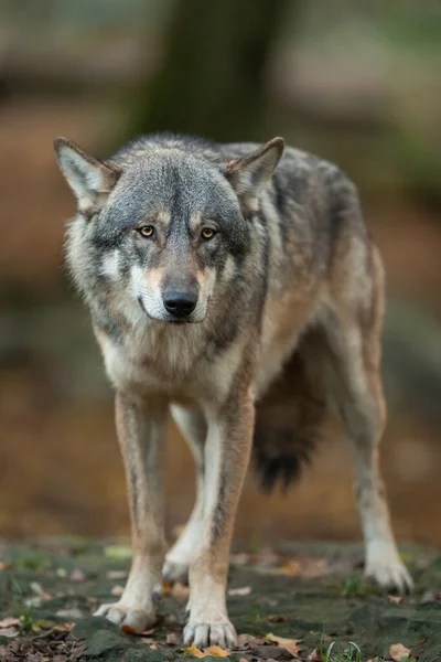 Portret Van Een Grijze Wolf Het Bos — Stockfoto