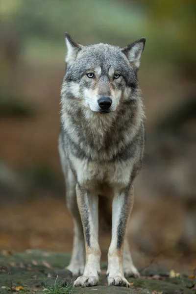Portret Van Een Grijze Wolf Het Bos Herfst — Stockfoto