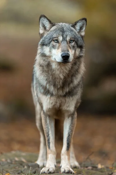 秋の森の中のオオカミの肖像 — ストック写真