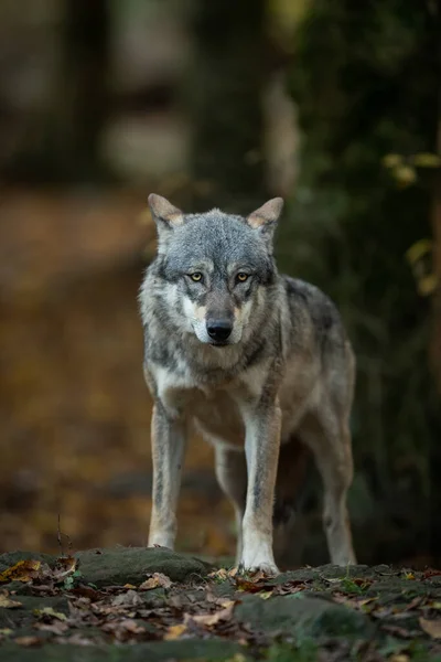 Porträt Eines Grauen Wolfes Herbst Wald — Stockfoto