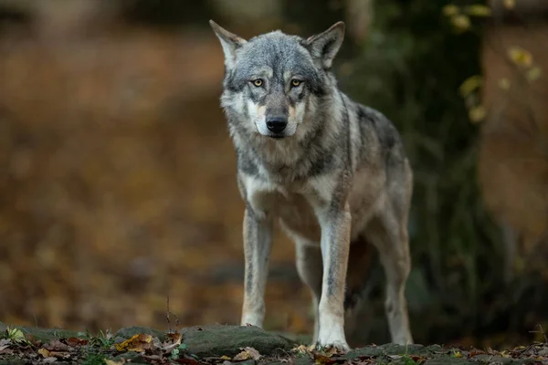 秋天森林里灰狼的画像 — 图库照片