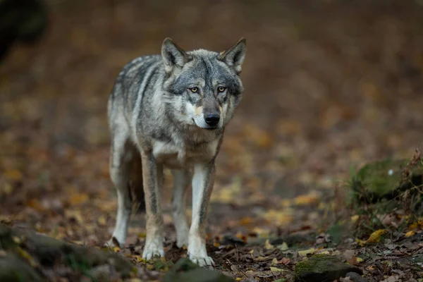 Portret Van Een Grijze Wolf Het Bos Herfst — Stockfoto