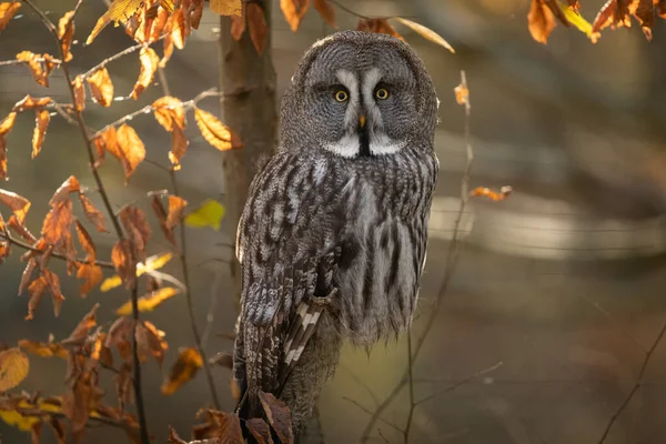 Büyük Gri Baykuş Sonbahar Boyunca Ağaçta — Stok fotoğraf