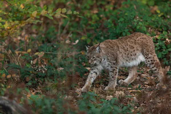 Lynx Het Bos — Stockfoto