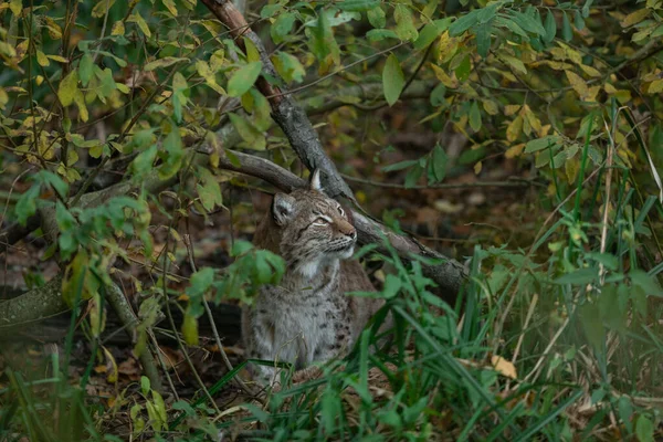 Lynx Floresta — Fotografia de Stock