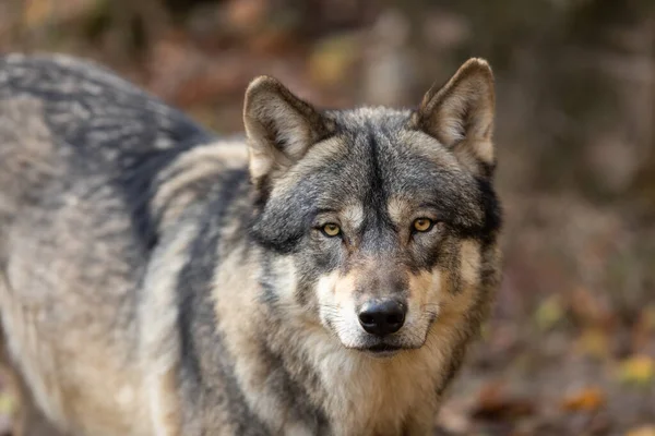 Güz boyunca ormandaki gri bir kurdun portresi