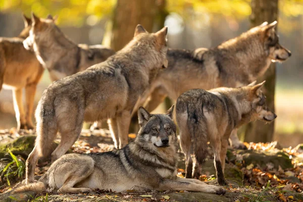 Grey Wolf Family Forest Autumn — Stock Photo, Image