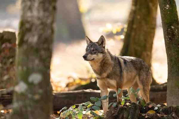 夏の間の森の中の灰色のオオカミ — ストック写真