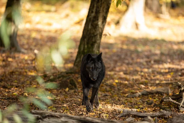 Loup Noir Dans Forêt Pendant Automne — Photo