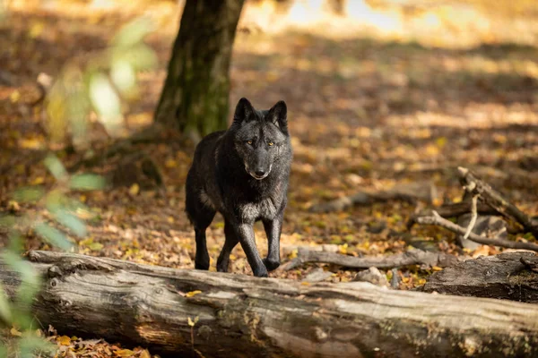 Μαύρος Λύκος Στο Δάσος Φθινόπωρο — Φωτογραφία Αρχείου