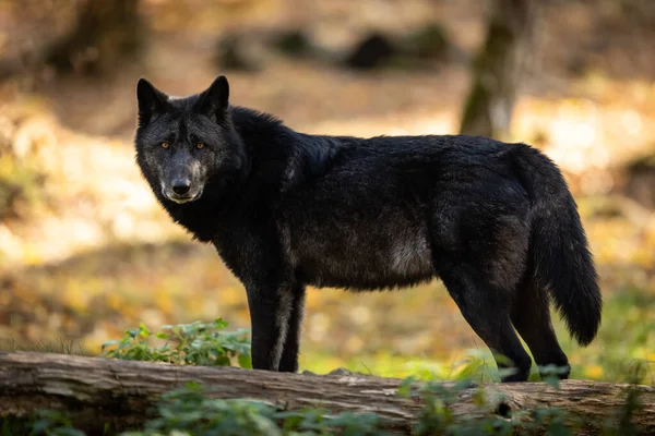 Zwarte Wolf Het Bos Herfst — Stockfoto