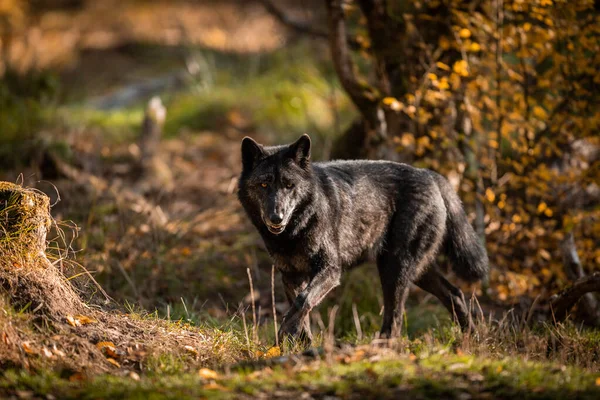 Czarny Wilk Lesie Jesienią — Zdjęcie stockowe