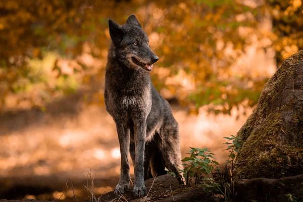 Black Wolf Forest Autumn — Stock Photo, Image