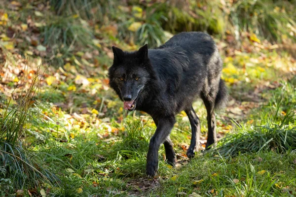 秋天森林里的黑狼 — 图库照片