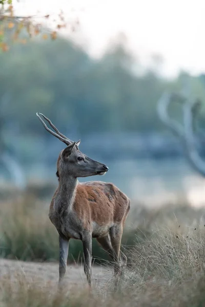 Cerf Rouge Dans Prairie Pendant Ornière — Photo