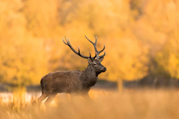 Red Deer Meadow Rut — Stock Photo, Image