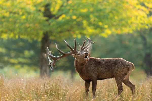 Cervo Rosso Nella Foresta Durante Carreggiata — Foto Stock