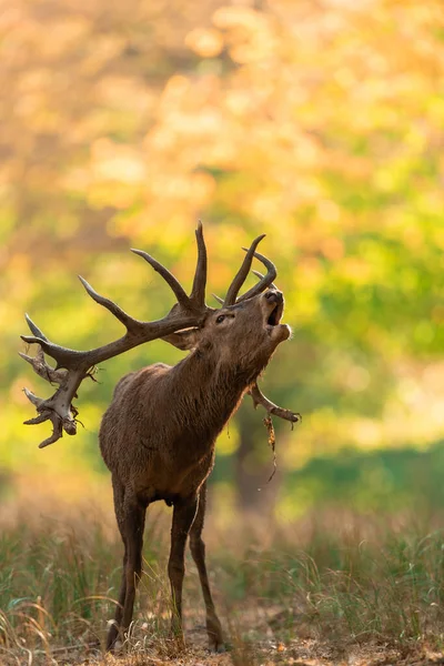 Red Deer Forest Rut — Stock Photo, Image