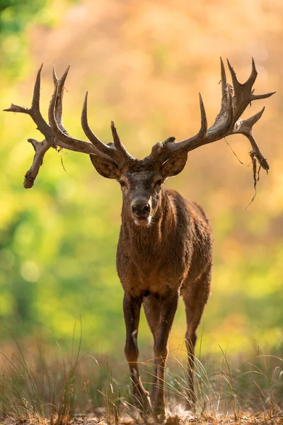 Cerf Rouge Dans Forêt Pendant Ornière — Photo