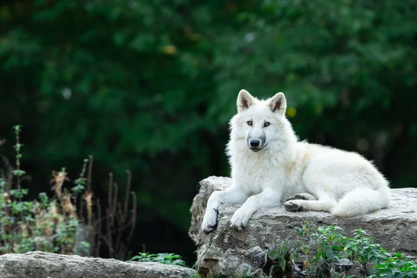 Lobo Blanco Sentado Bosque —  Fotos de Stock