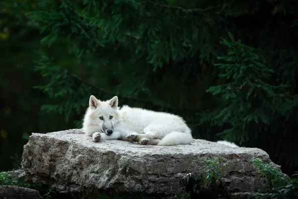 White Wolf Seated Forest — Stock Photo, Image