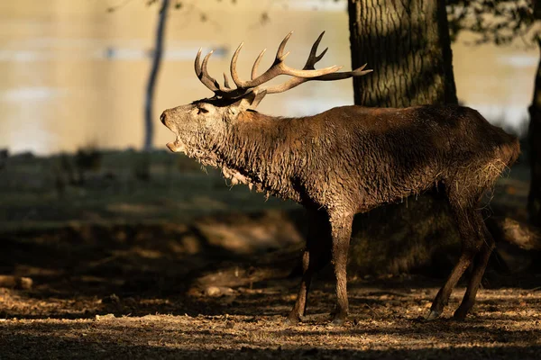 Red Deer Forest Rut — Stock Photo, Image