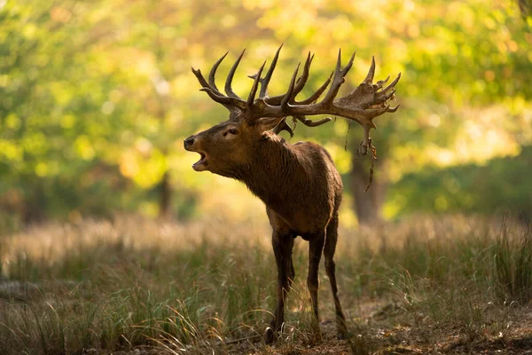 ルート中に森の中の赤い鹿 — ストック写真