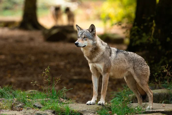 森の中にいるオオカミ — ストック写真