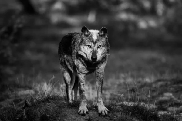 Черный Волк Лесу Летом — стоковое фото