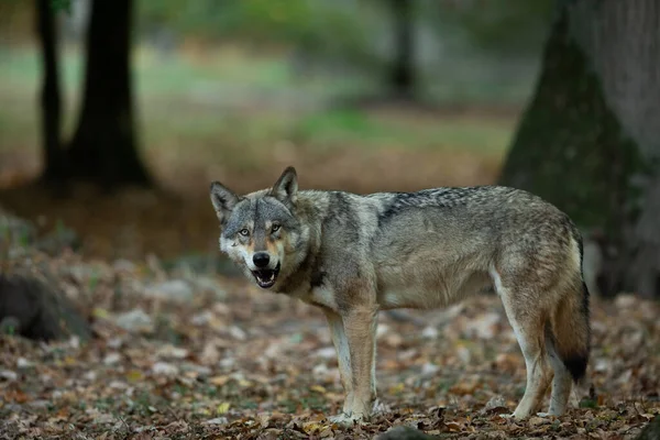 夏の間の森の中の灰色のオオカミ — ストック写真