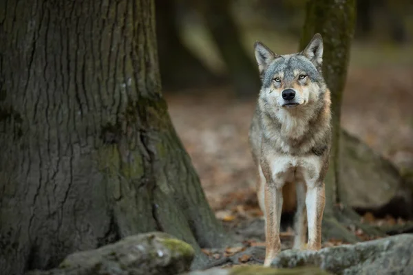 Lobo Cinzento Floresta Durante Verão — Fotografia de Stock