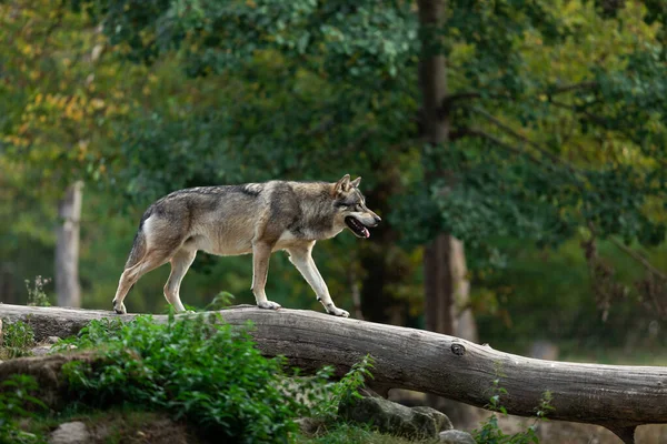 Grijze Wolf Het Bos — Stockfoto