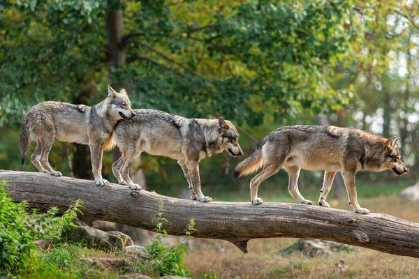 Grey Wolf Forest — Stock Photo, Image