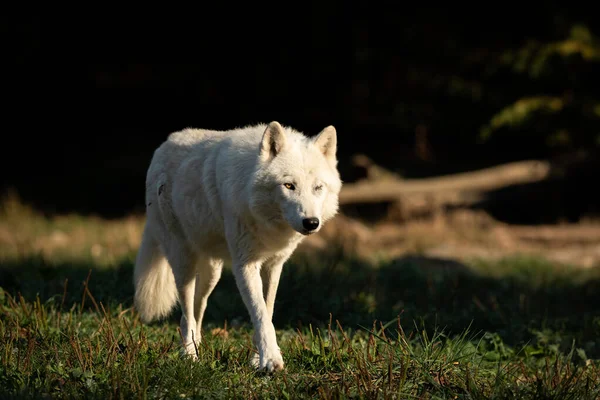 Witte Wolf Het Bos — Stockfoto