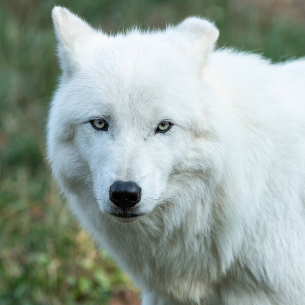 Portrait of a White wolf in the forest